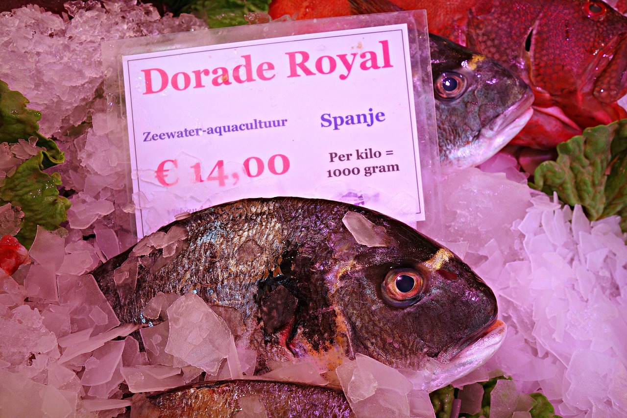 fish animal seafood free photo