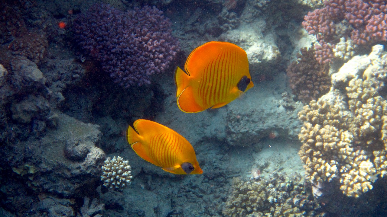 fish red sea coral free photo