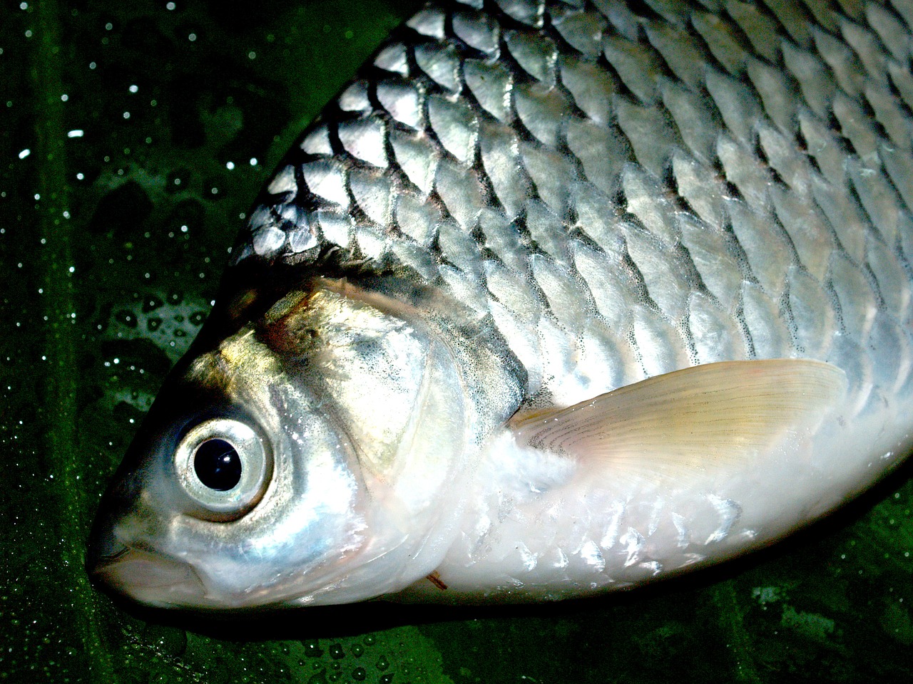 fish carp meal free photo