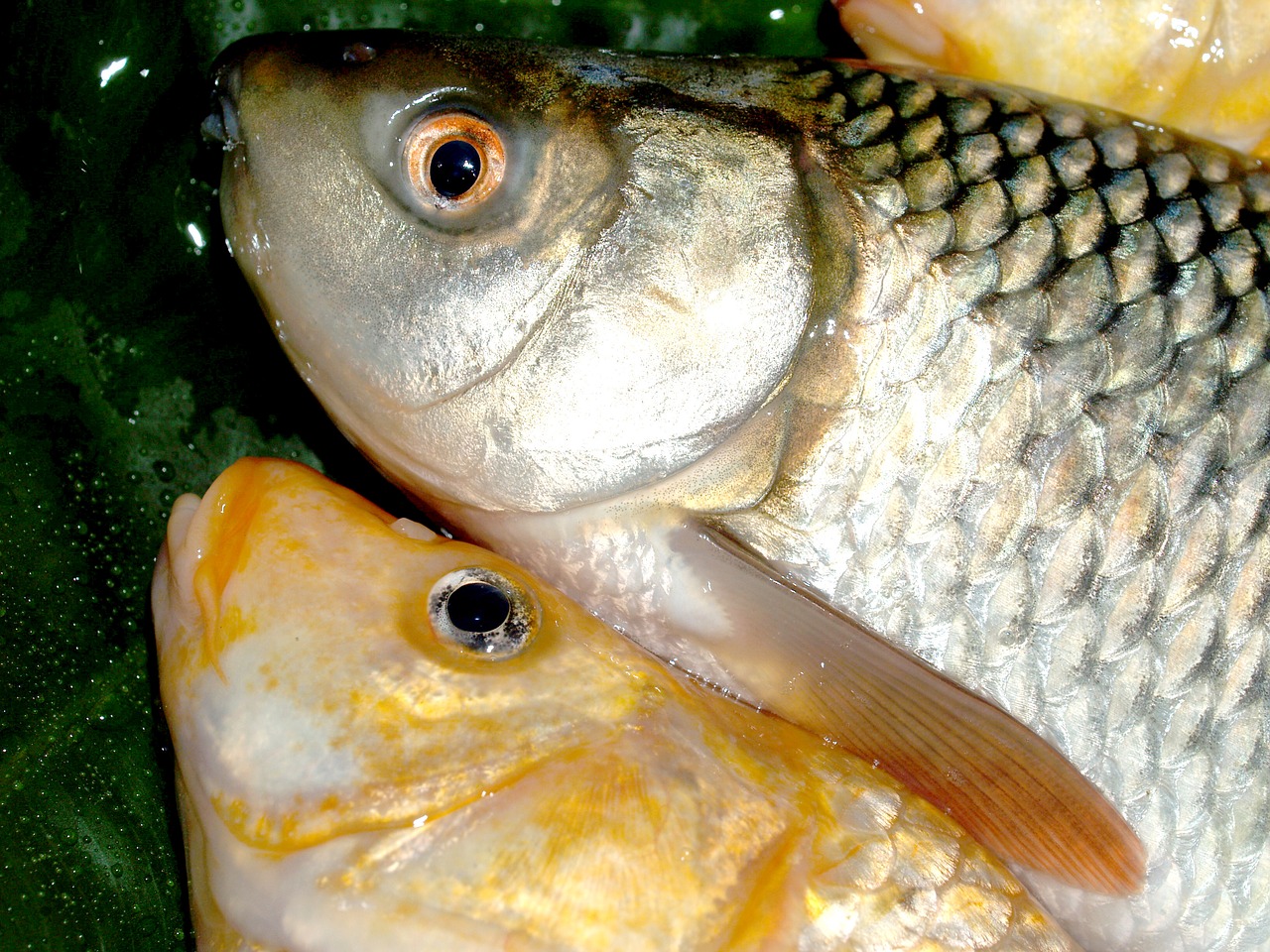 fish carp meal free photo