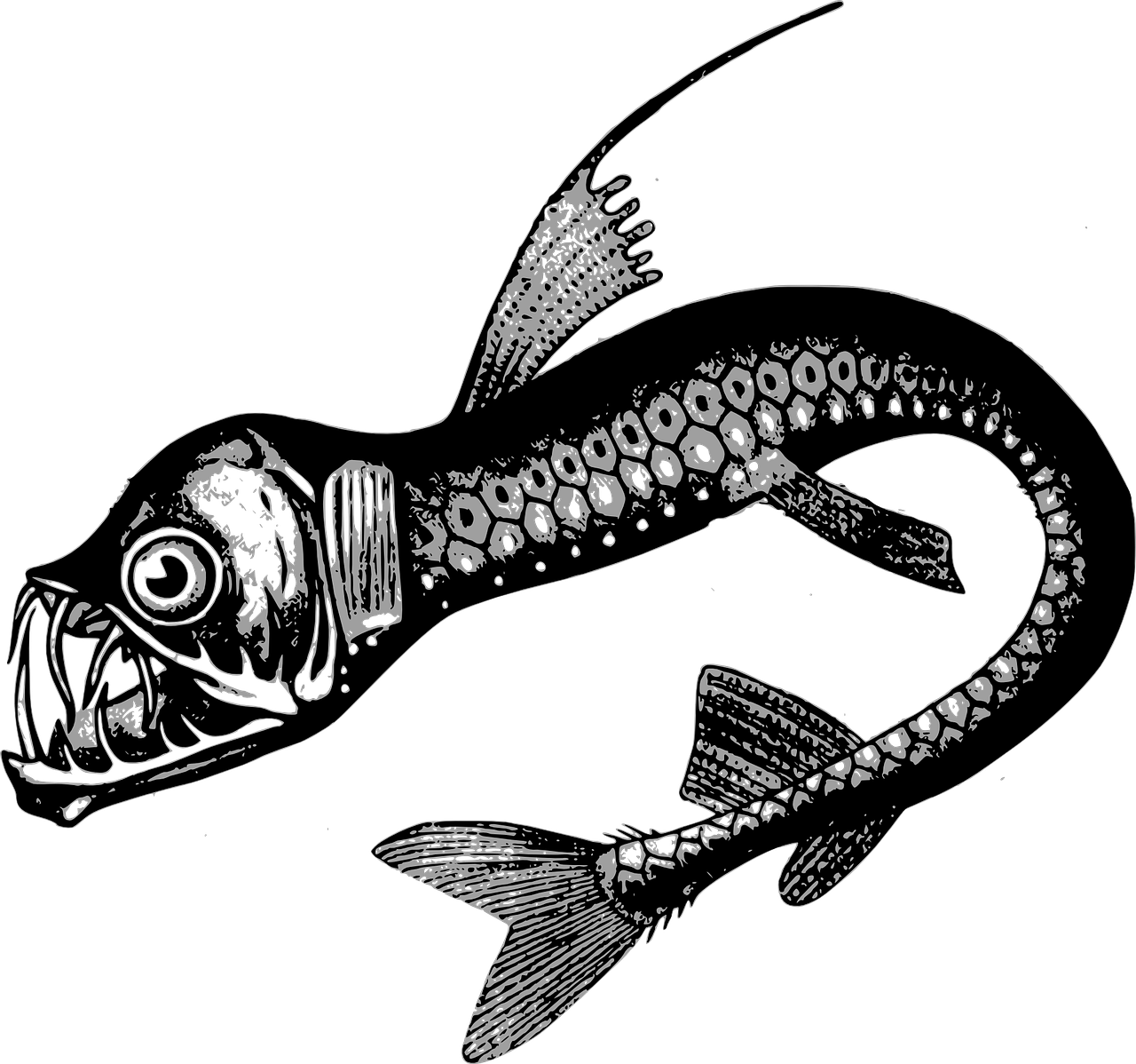 fish deep sea fish sabertooth free photo