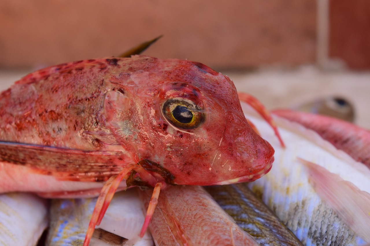 fish frisch fish market free photo