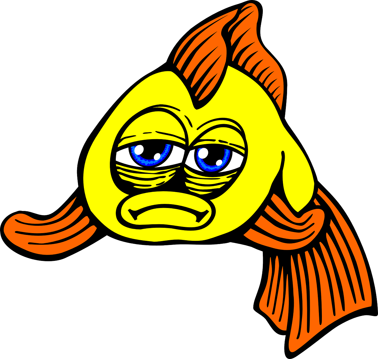 fish sad goldfish free photo