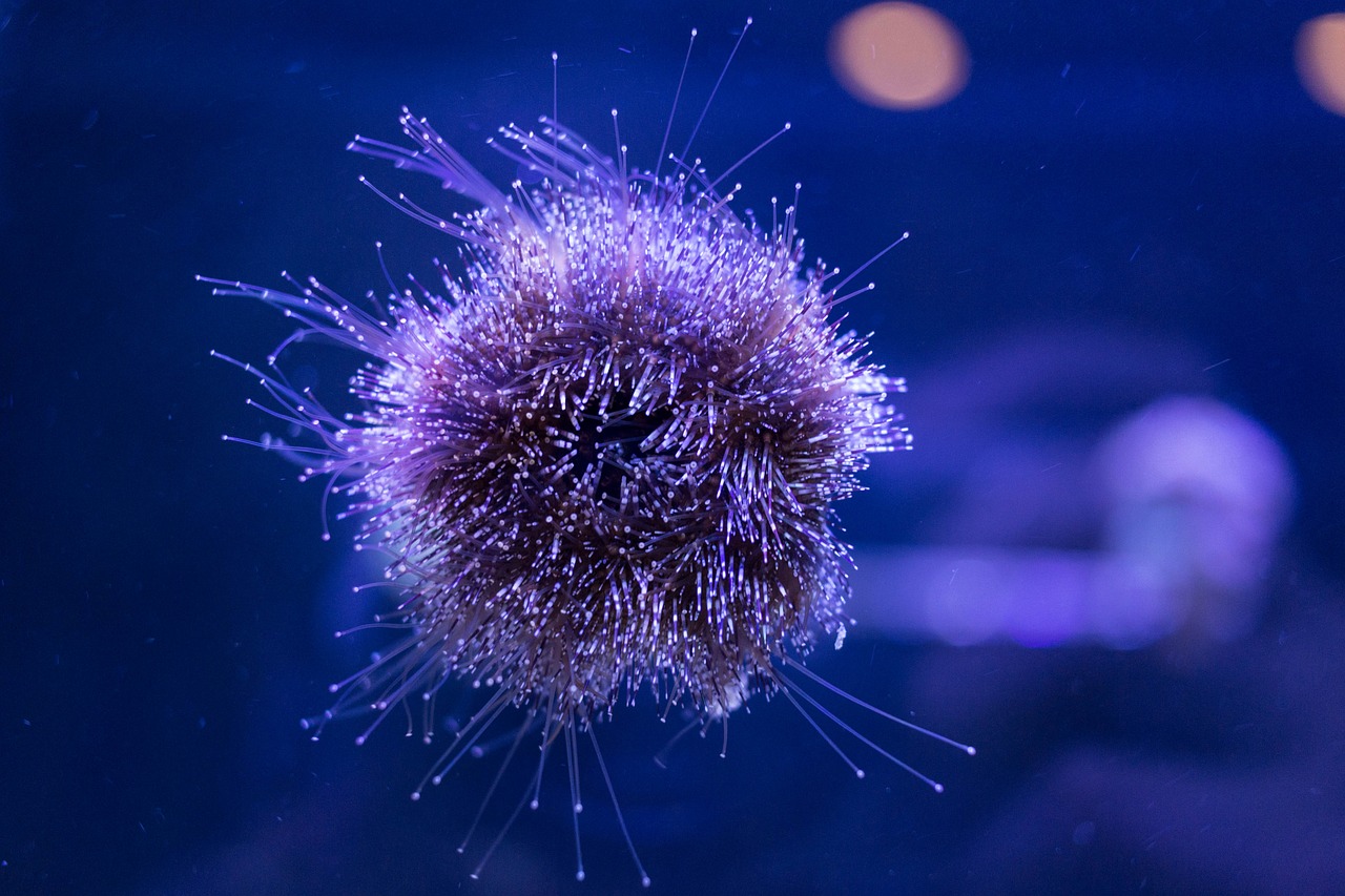 urchin fish underwater free photo