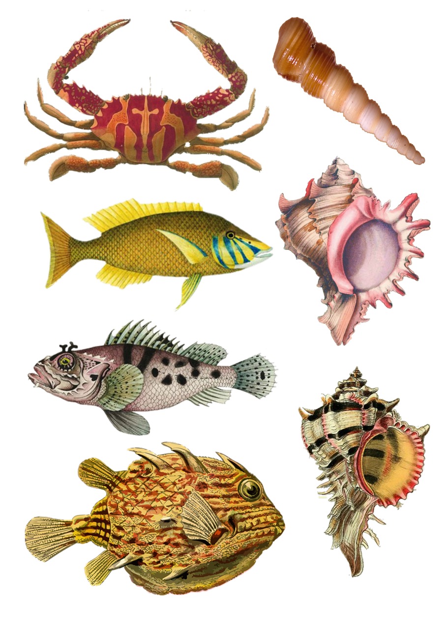 fish collage vintage free photo