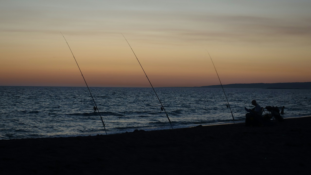 fish sea evening free photo