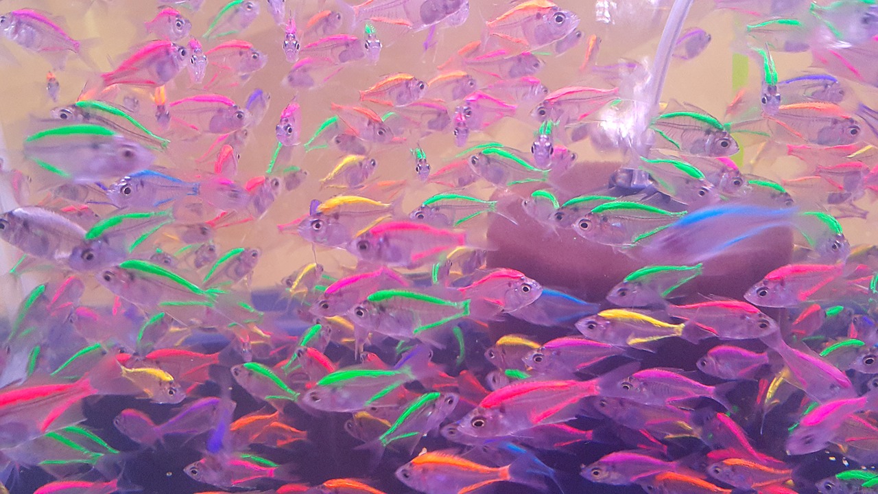 fish fluorescent light free photo