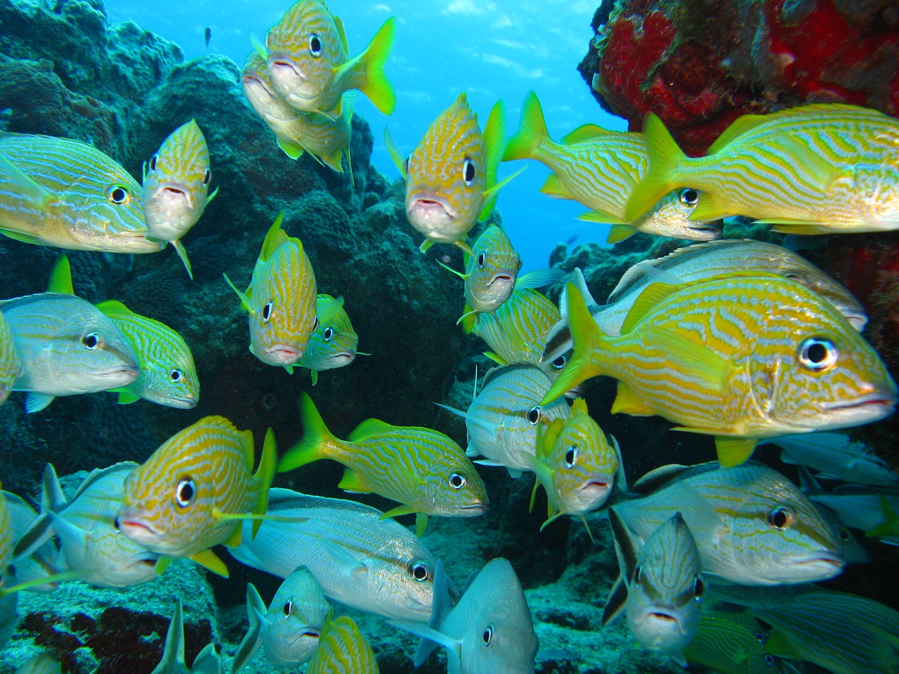 fish underwater marine free photo