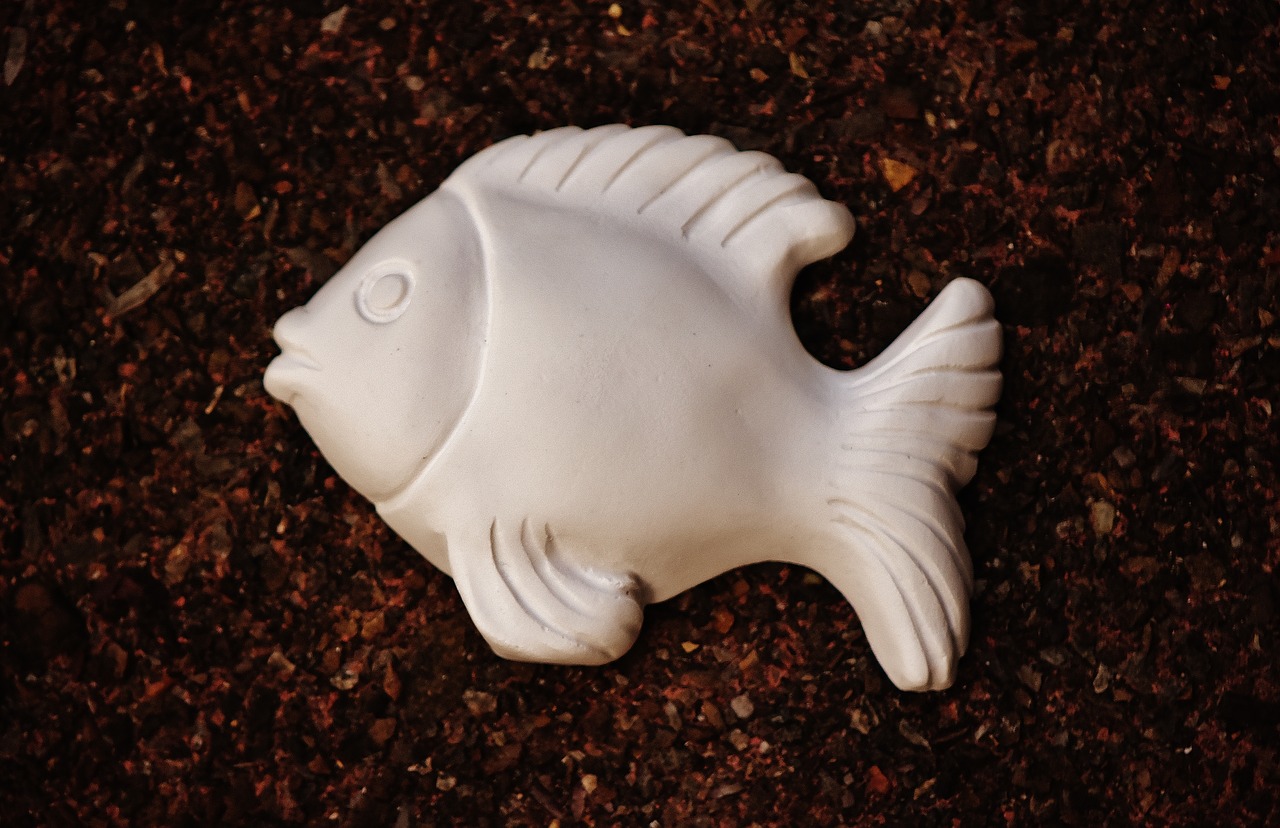 fish gypsum blank free photo