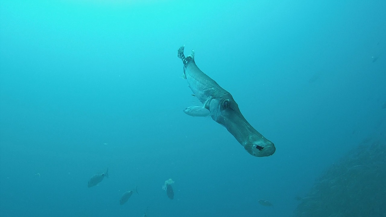 fish ocean diving free photo