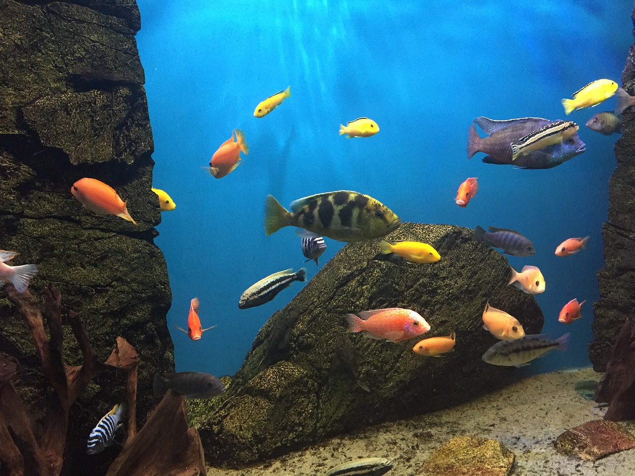 fish aquarium colors free photo