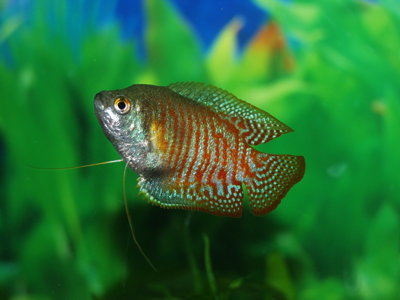 fish gourami tank free photo