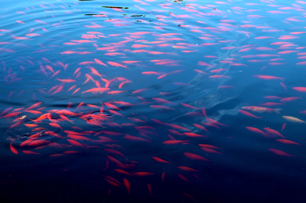 fish lake swarm free photo