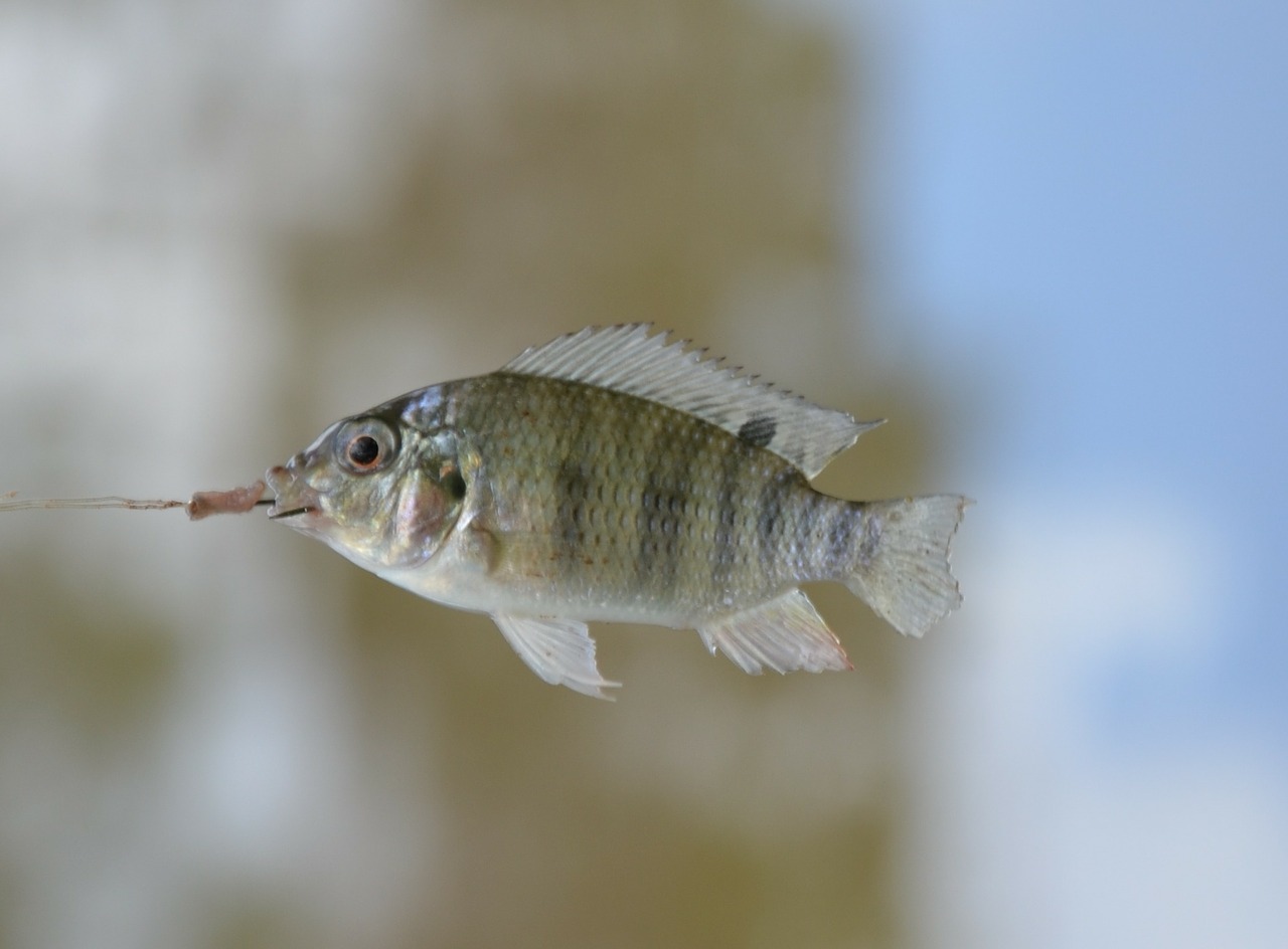 fish swim small free photo