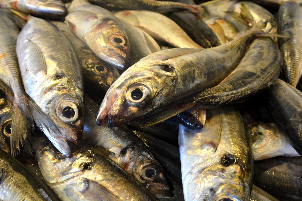 fish sardine portugal free photo