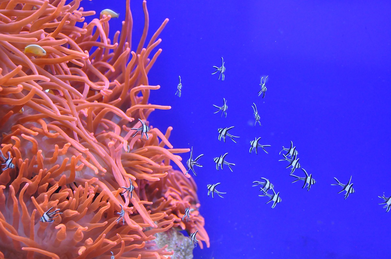 fish blue underwater free photo