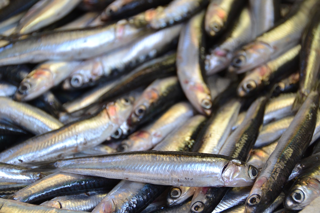 fish sardine faineant free photo