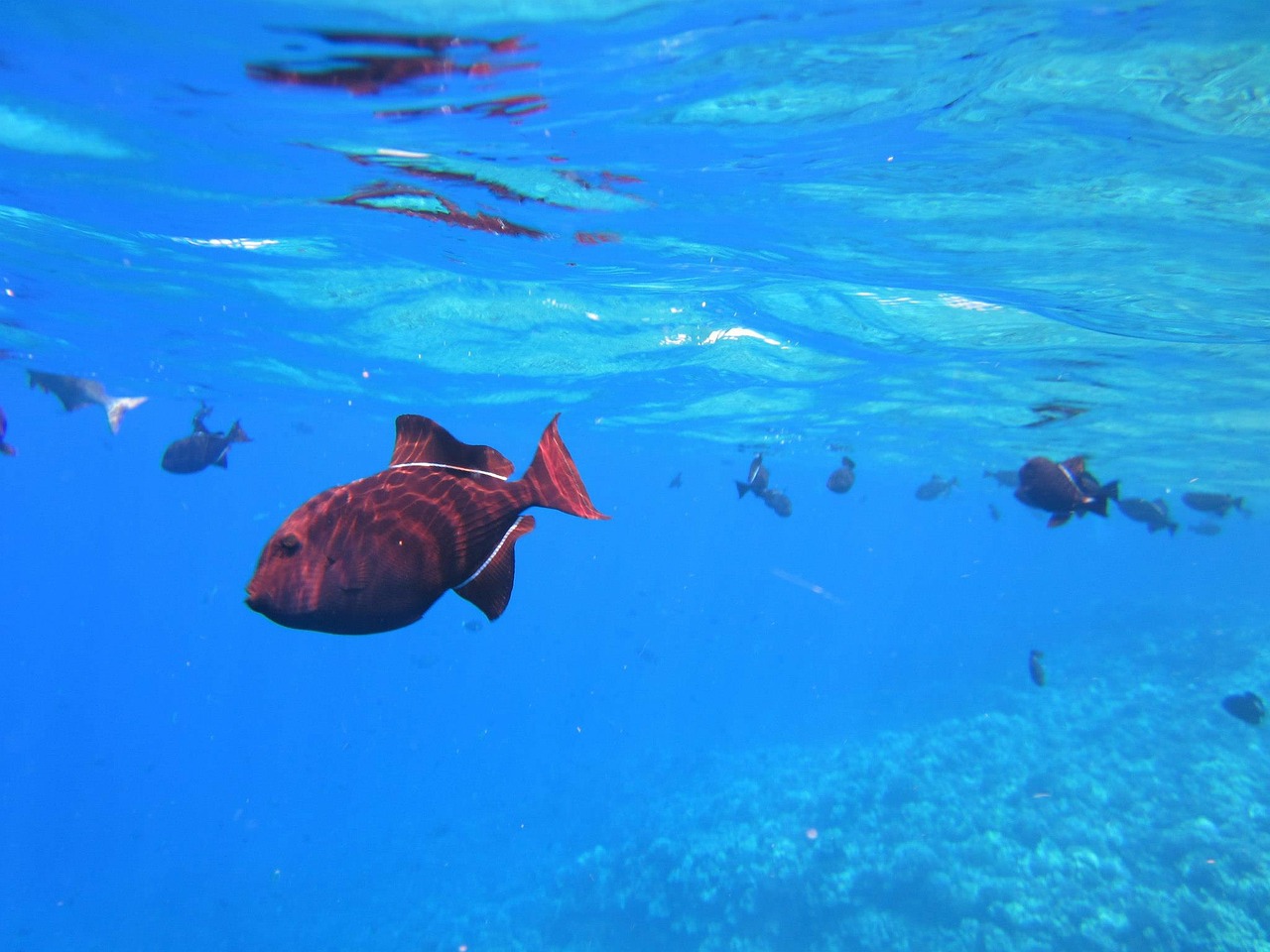 fish snorkeling vacation free photo