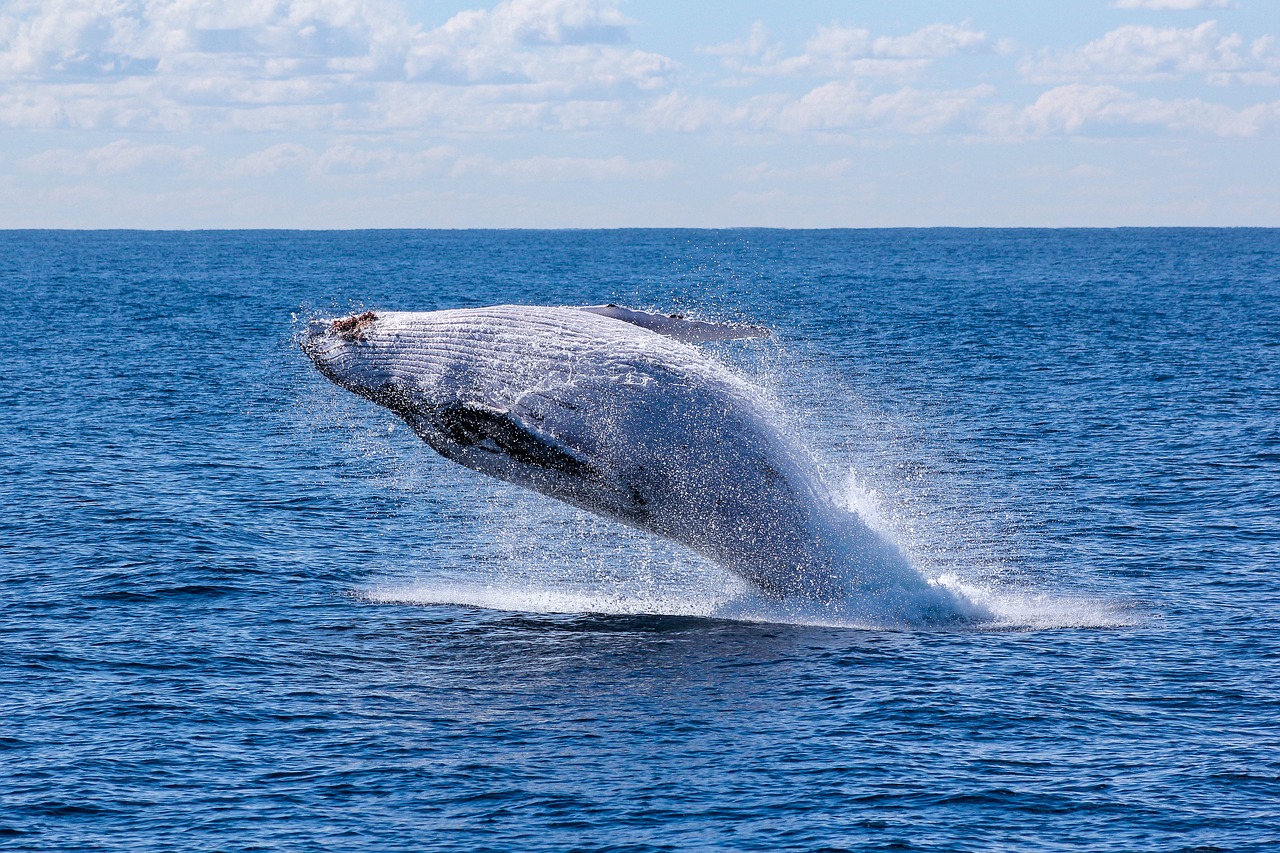 fish nature ocean free photo