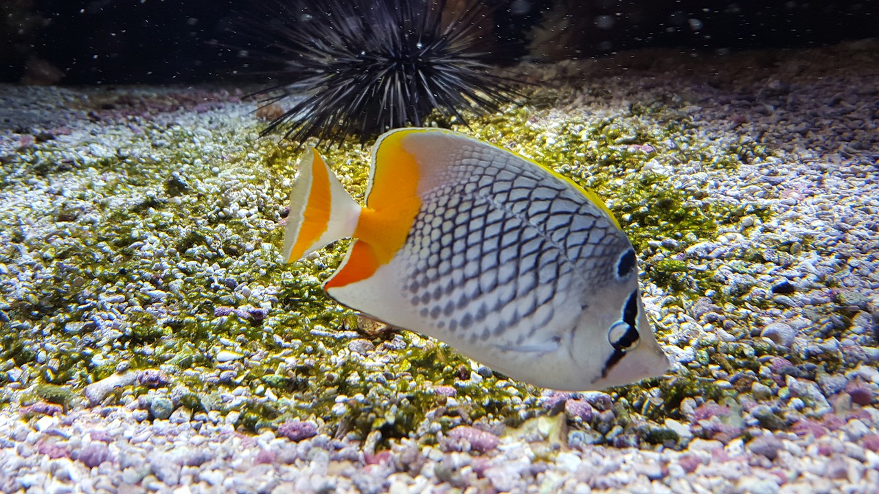 fish aquarium exotic free photo
