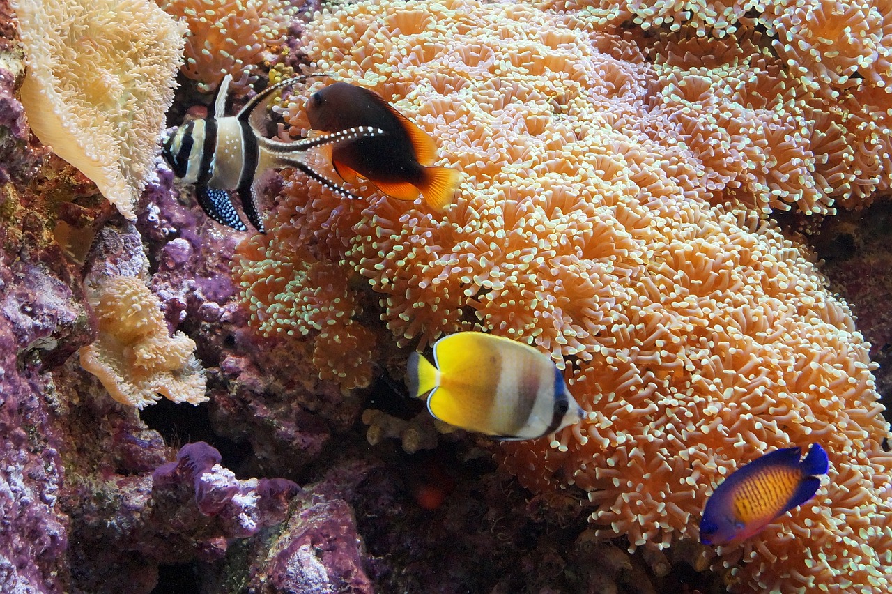 fish aquarium underwater world free photo