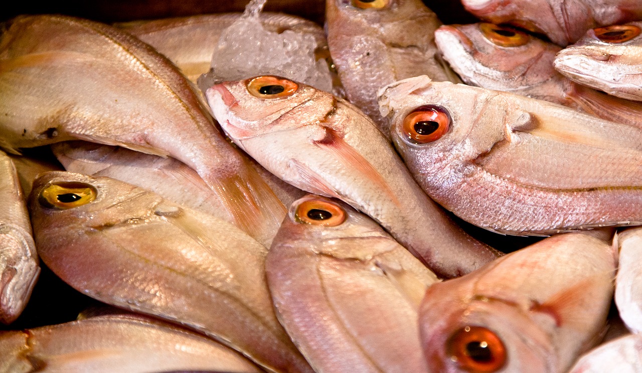 fish market food free photo