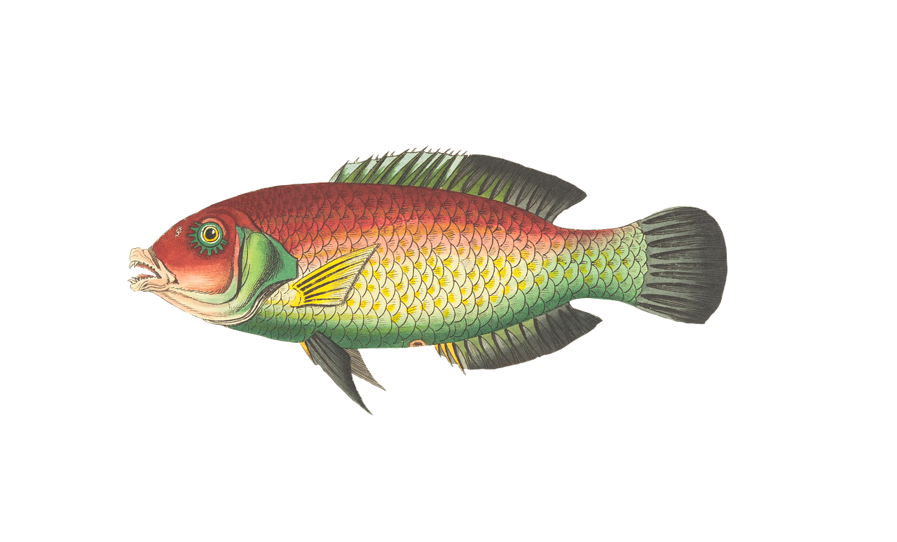 Fish,animal,water,isolated,exotic - free image from needpix.com