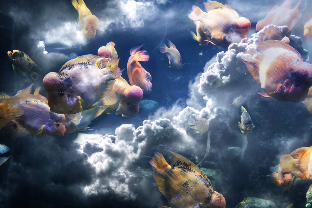 fish clouds composition free photo