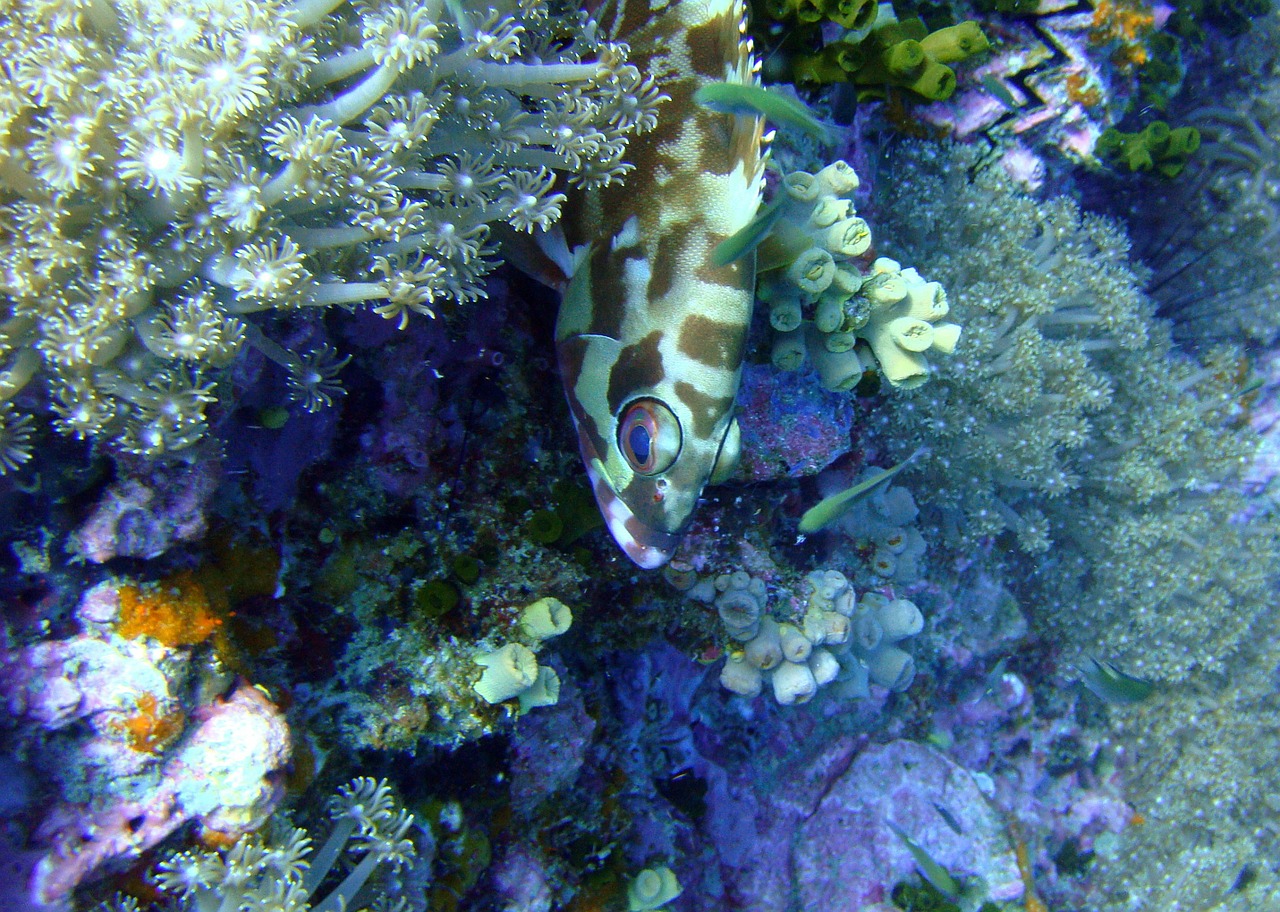 fish thailand marine diversity free photo