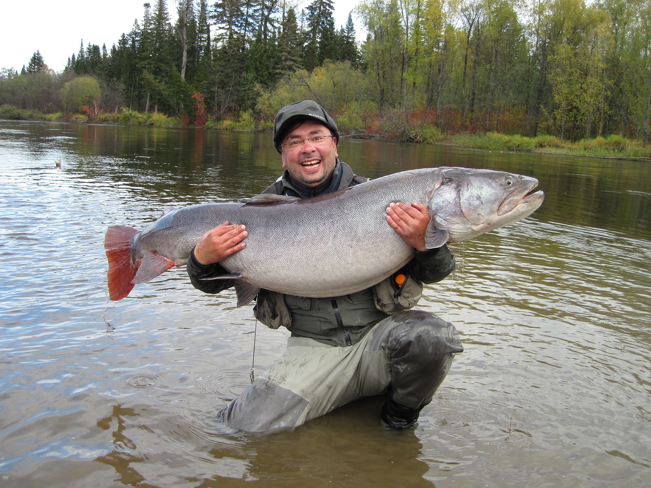 fish trout fisherman free photo