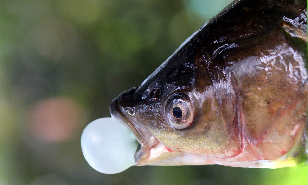 fish chewing gum bula free photo