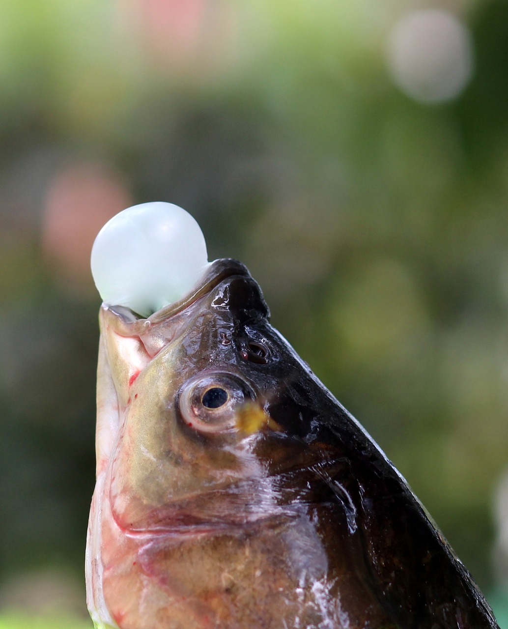 fish chewing gum funny free photo