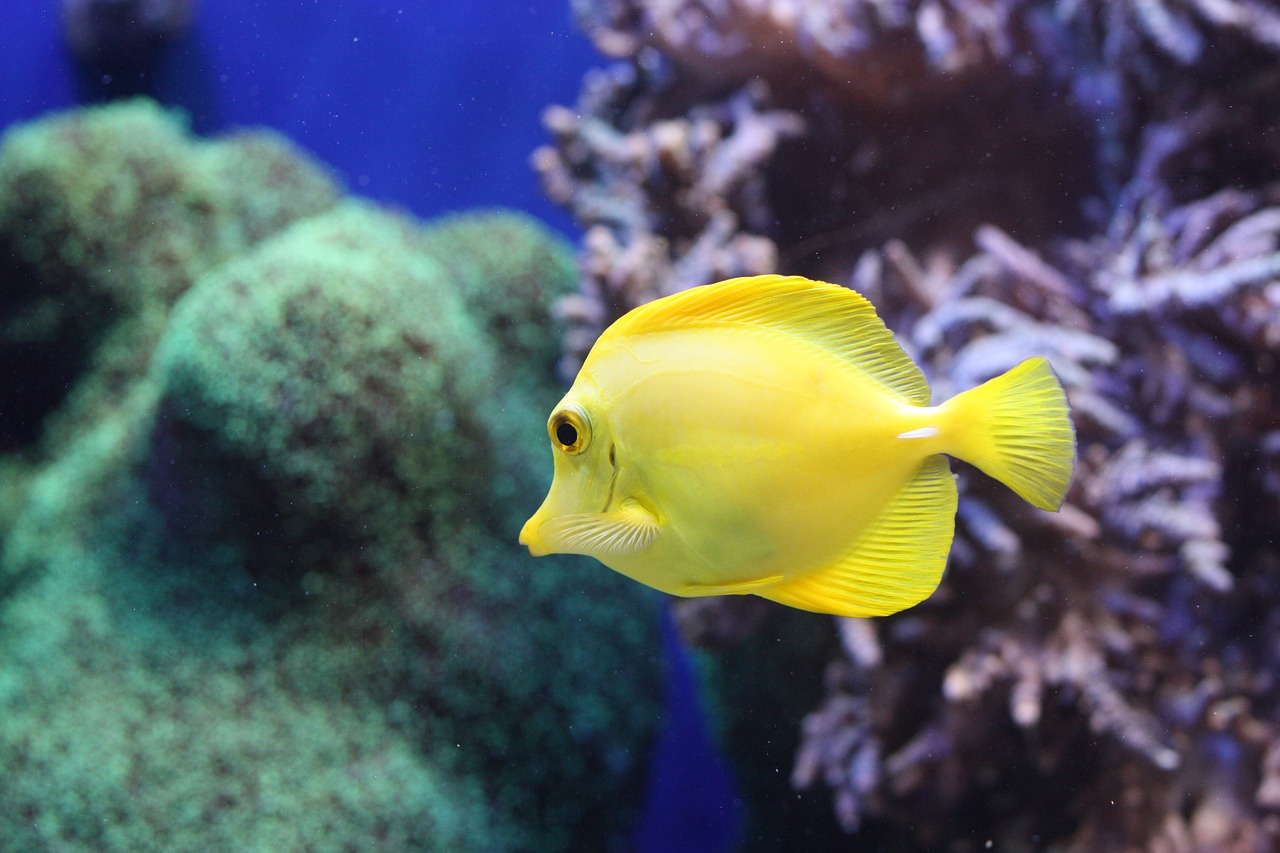 fish aquarium sea life free photo