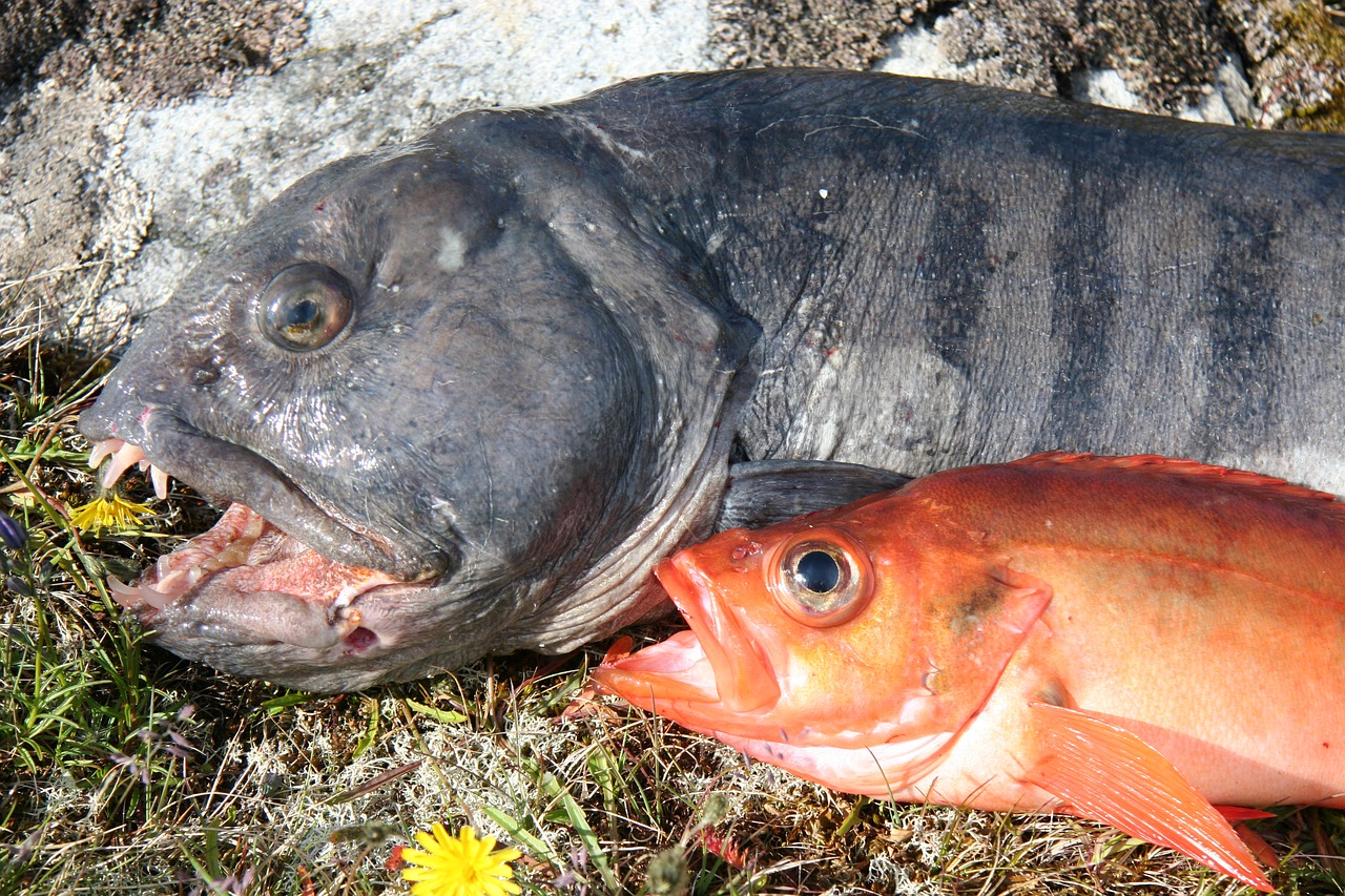 fish loach and snapper fresh fish free photo