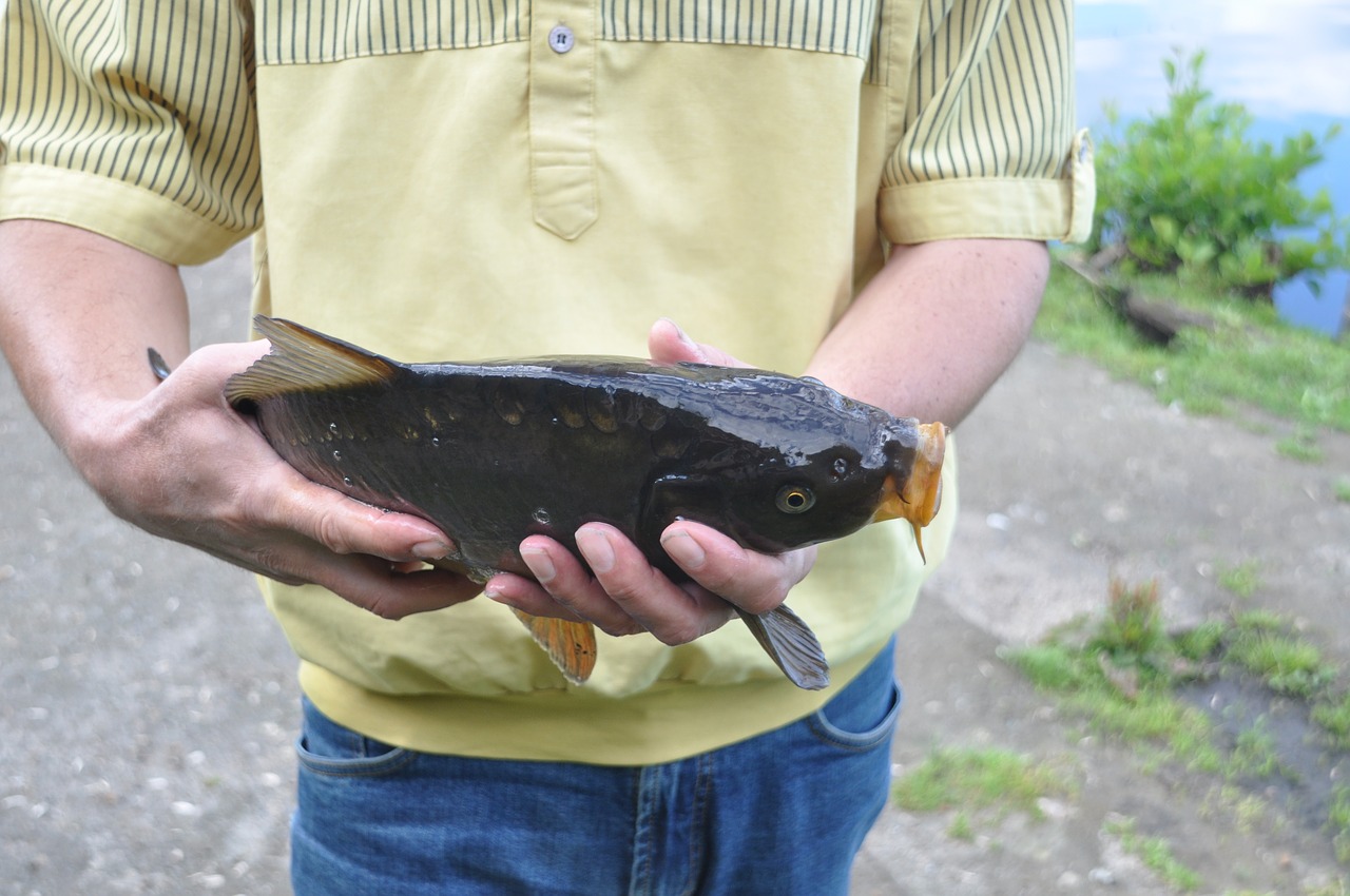 fish carp hands free photo