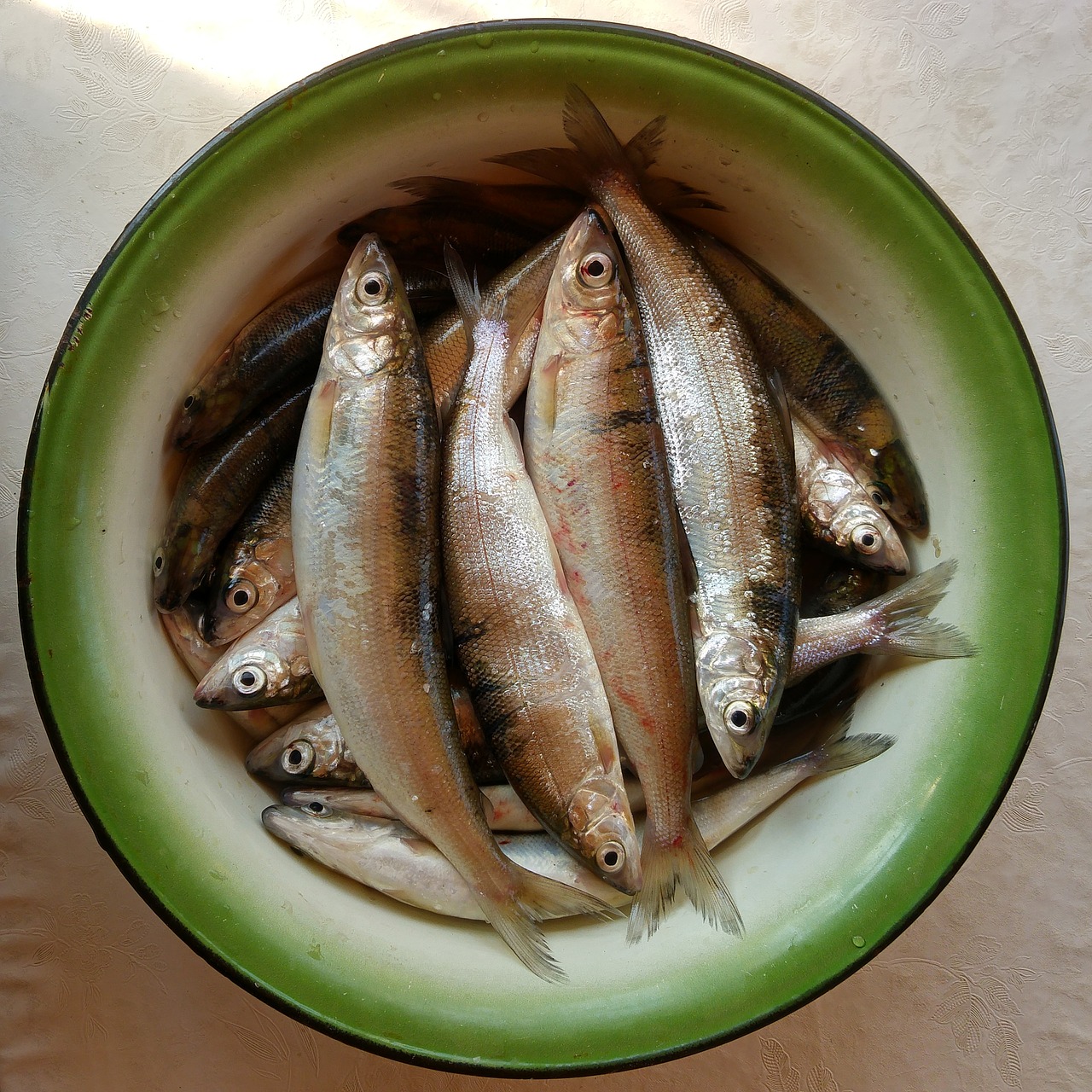 fish food fresh free photo