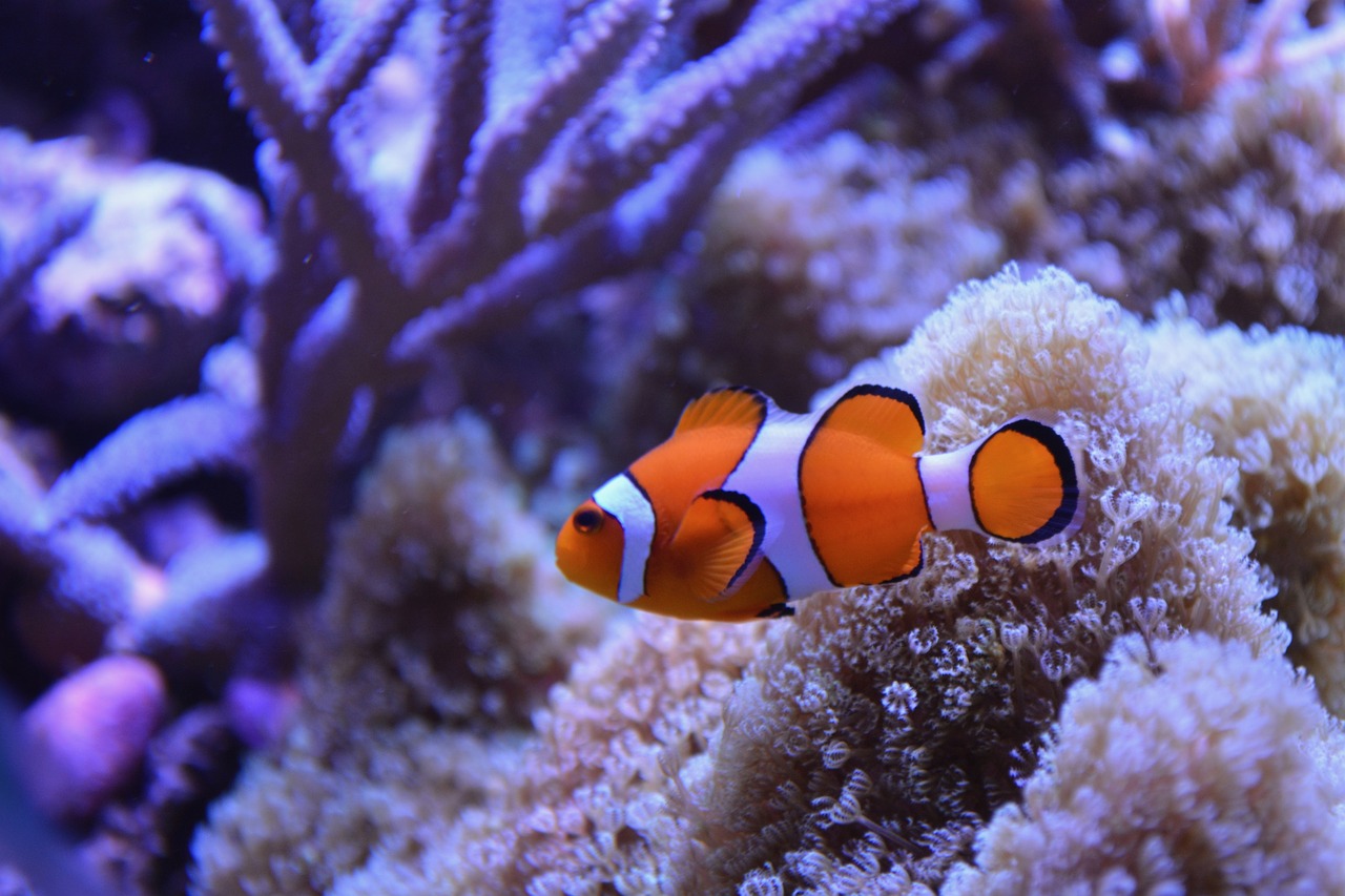 fish water sea clown fish free photo