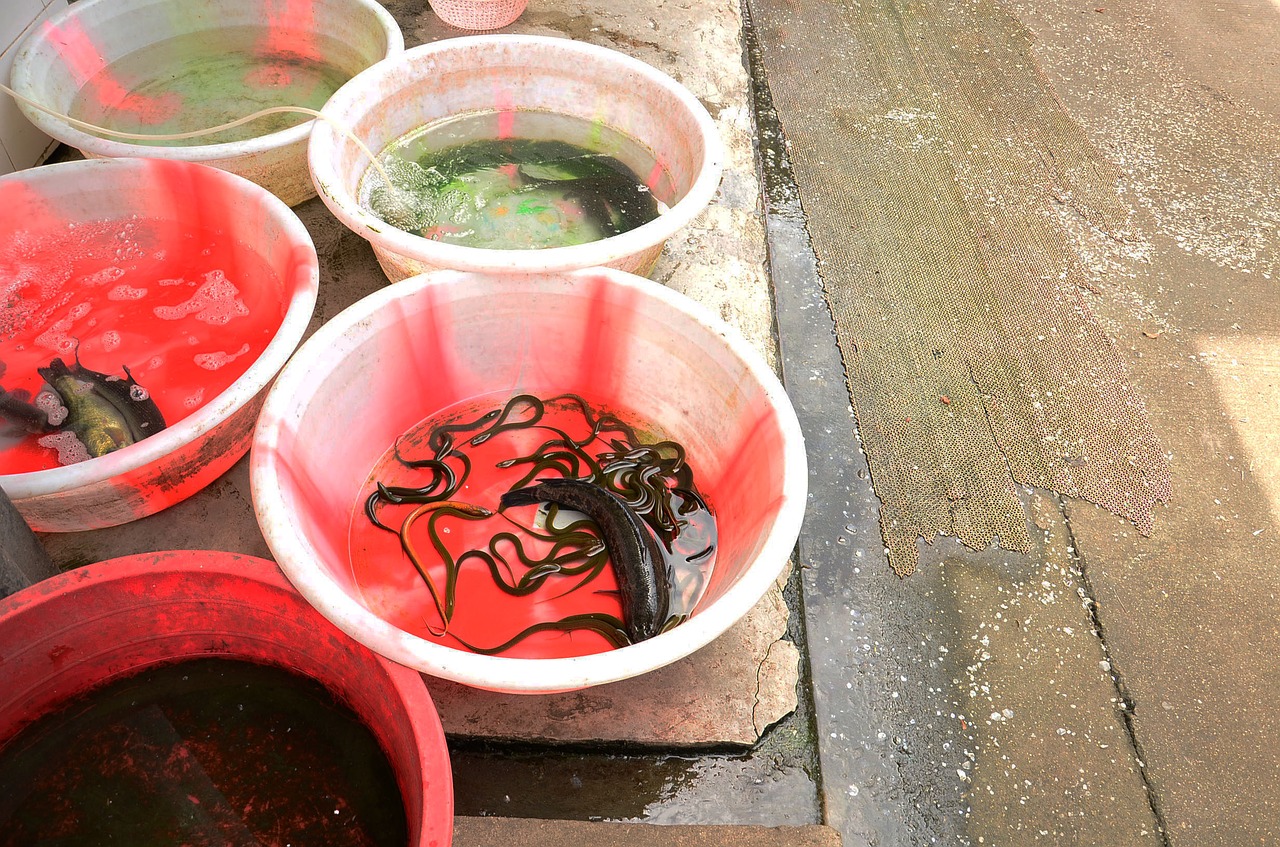 fish market seafood free photo