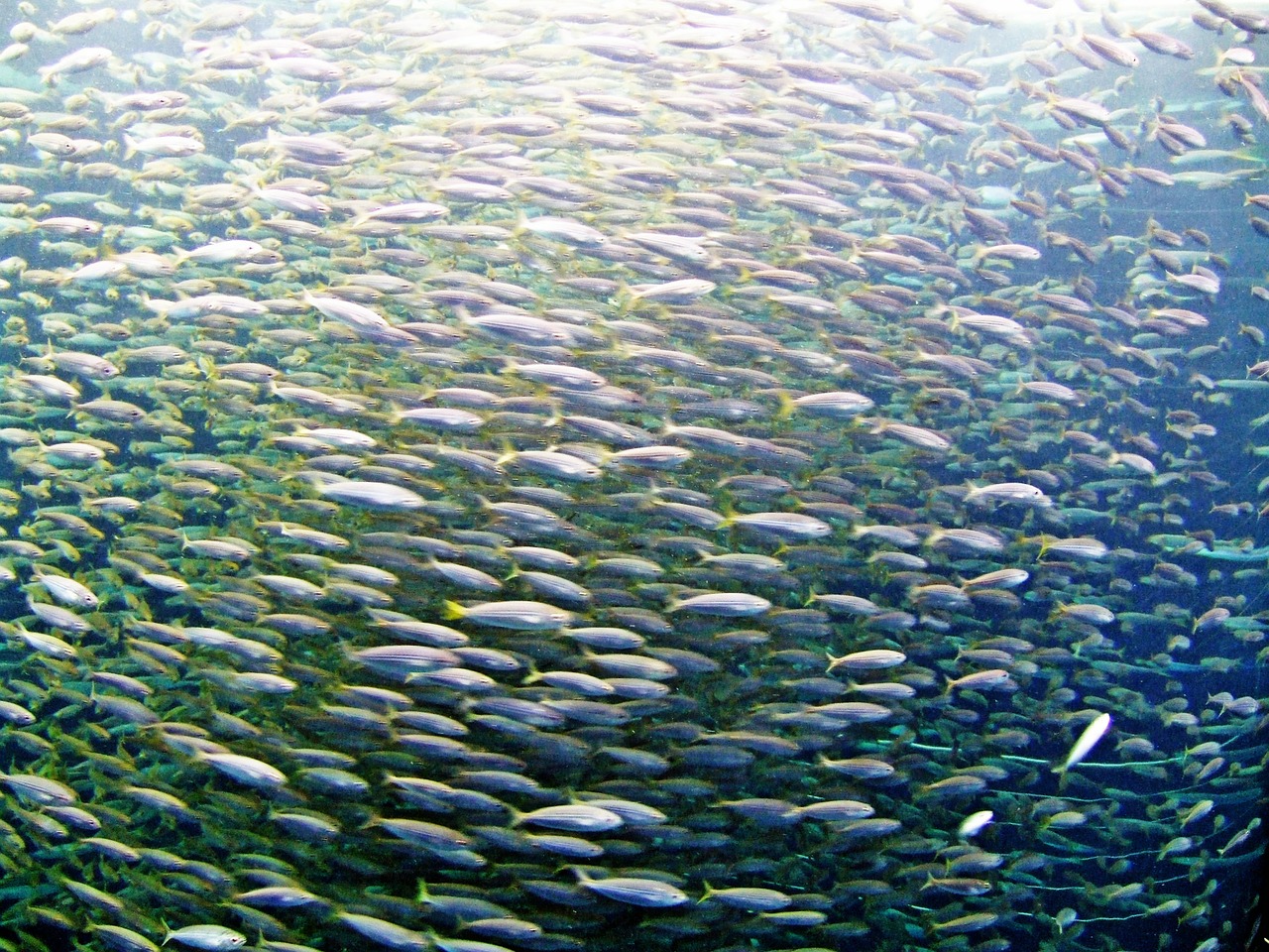 fish sea ocean free photo