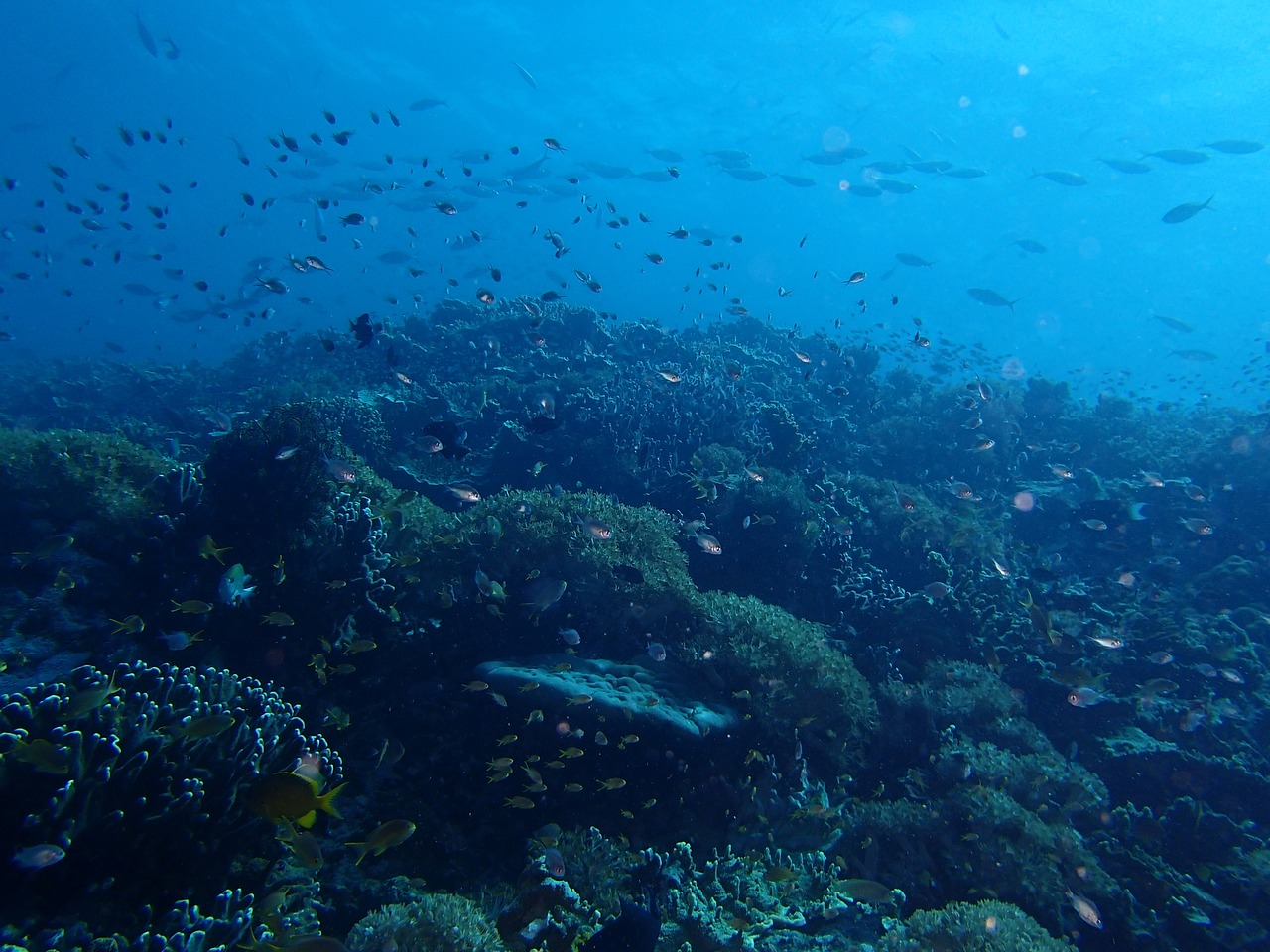 fish sea ocean free photo