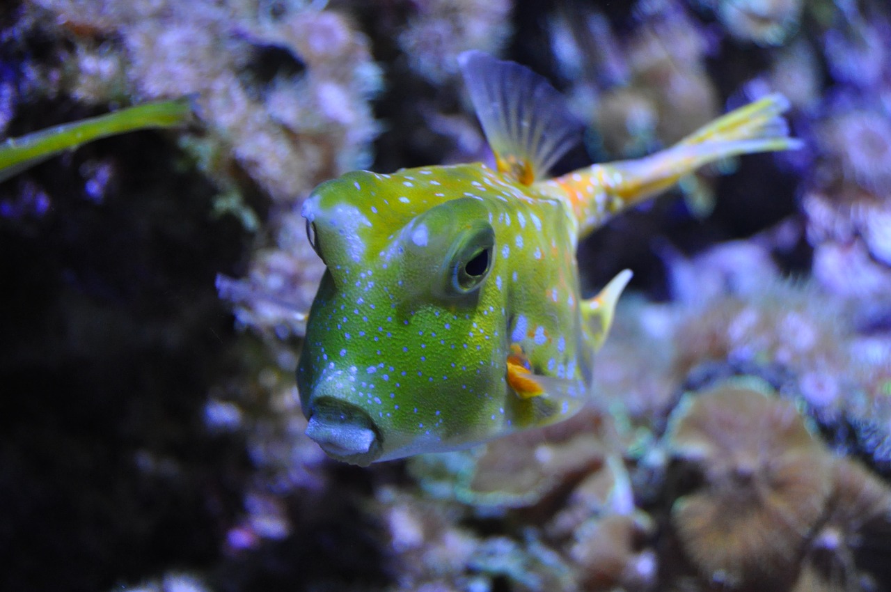 fish aquarium underwater world free photo