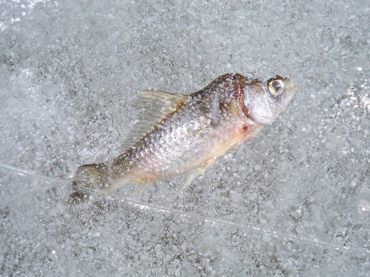 fish ice frost free photo