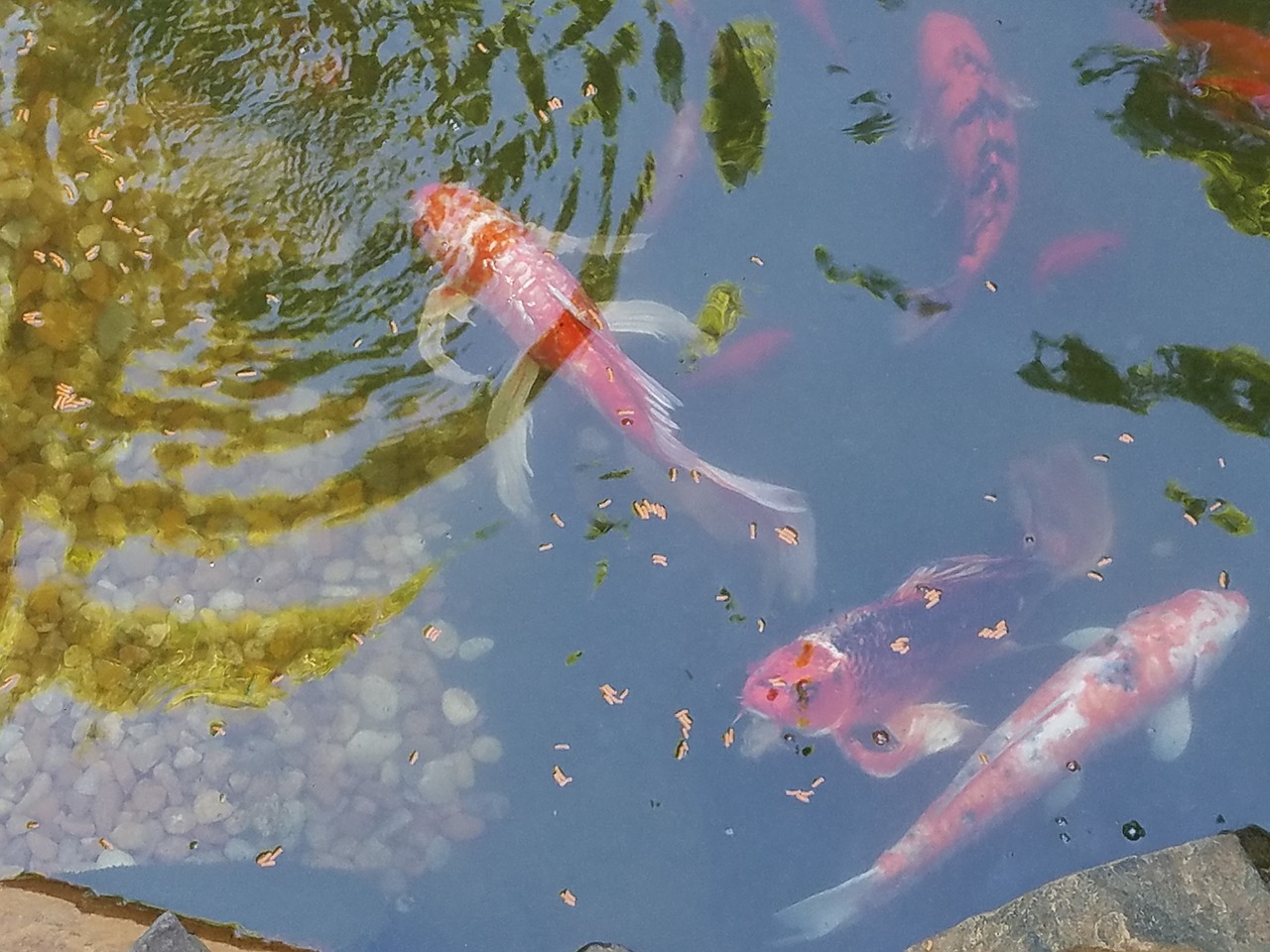 fish koi pond free photo