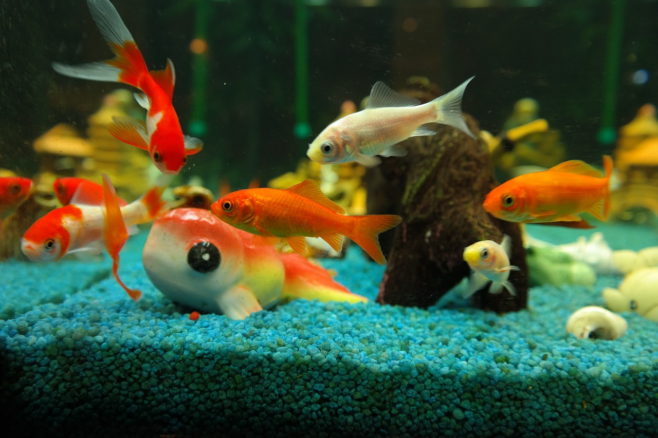 fish goldfish freshwater fish free photo