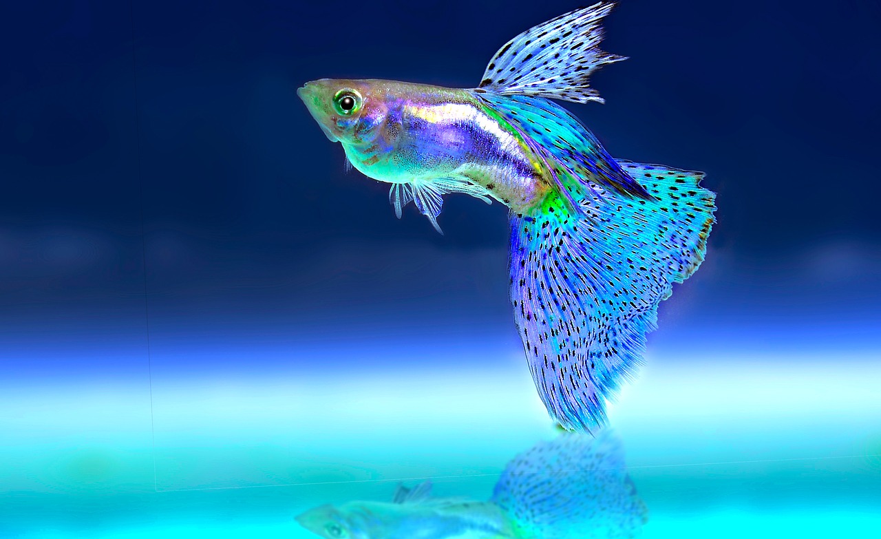 fish ornamental fish aquarium free photo