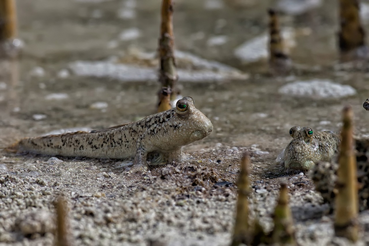 fish mudskippers the roots of the mangrove trees free photo