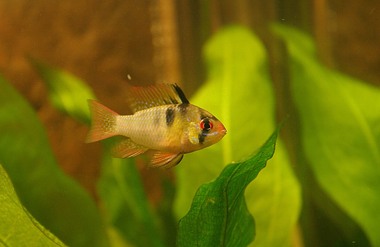 fish aquarium cichlid free photo