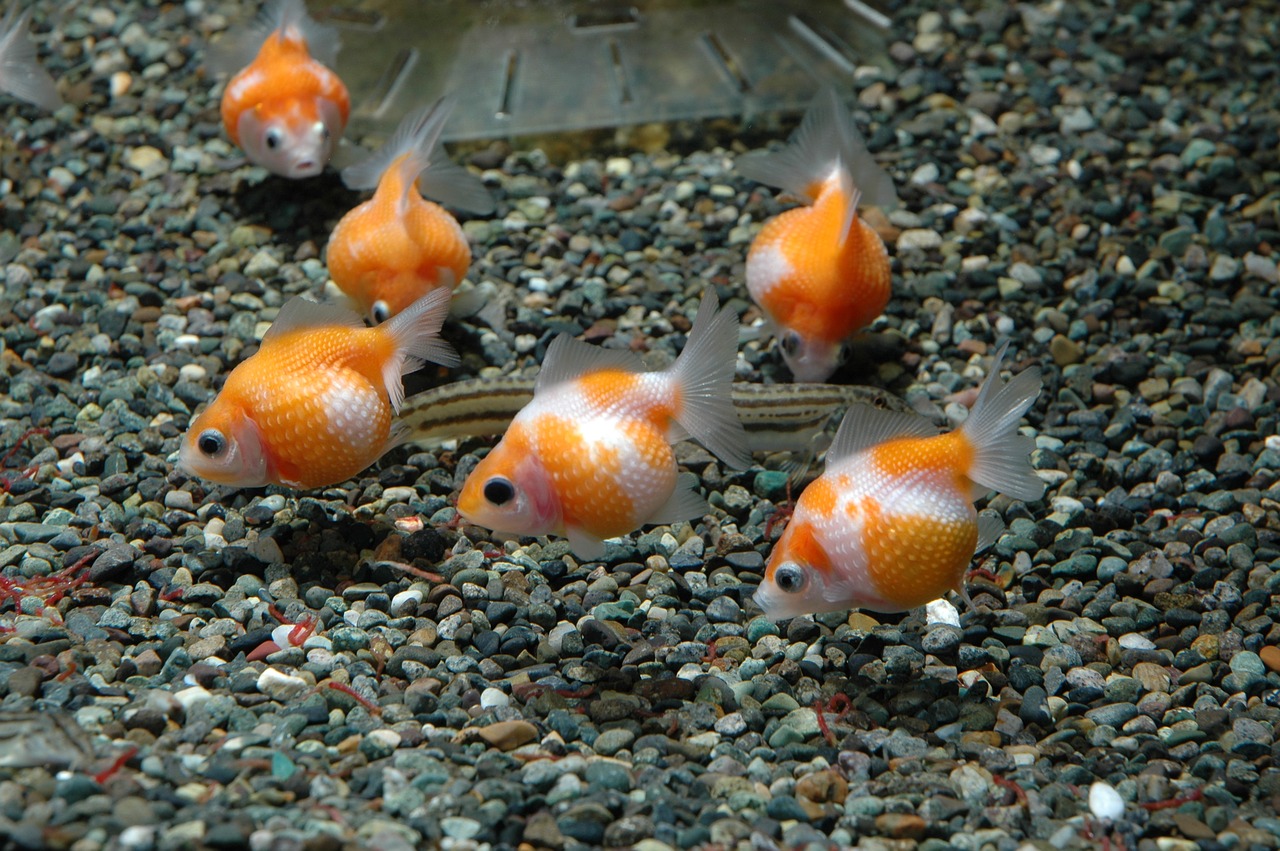 fish goldfish ping-pong pearl free photo