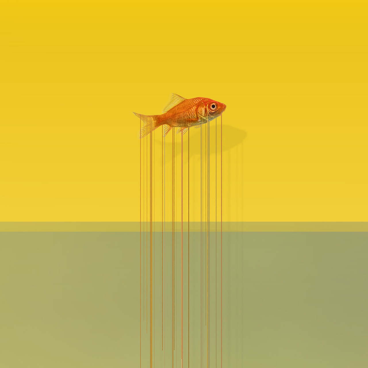 fish art drops free photo