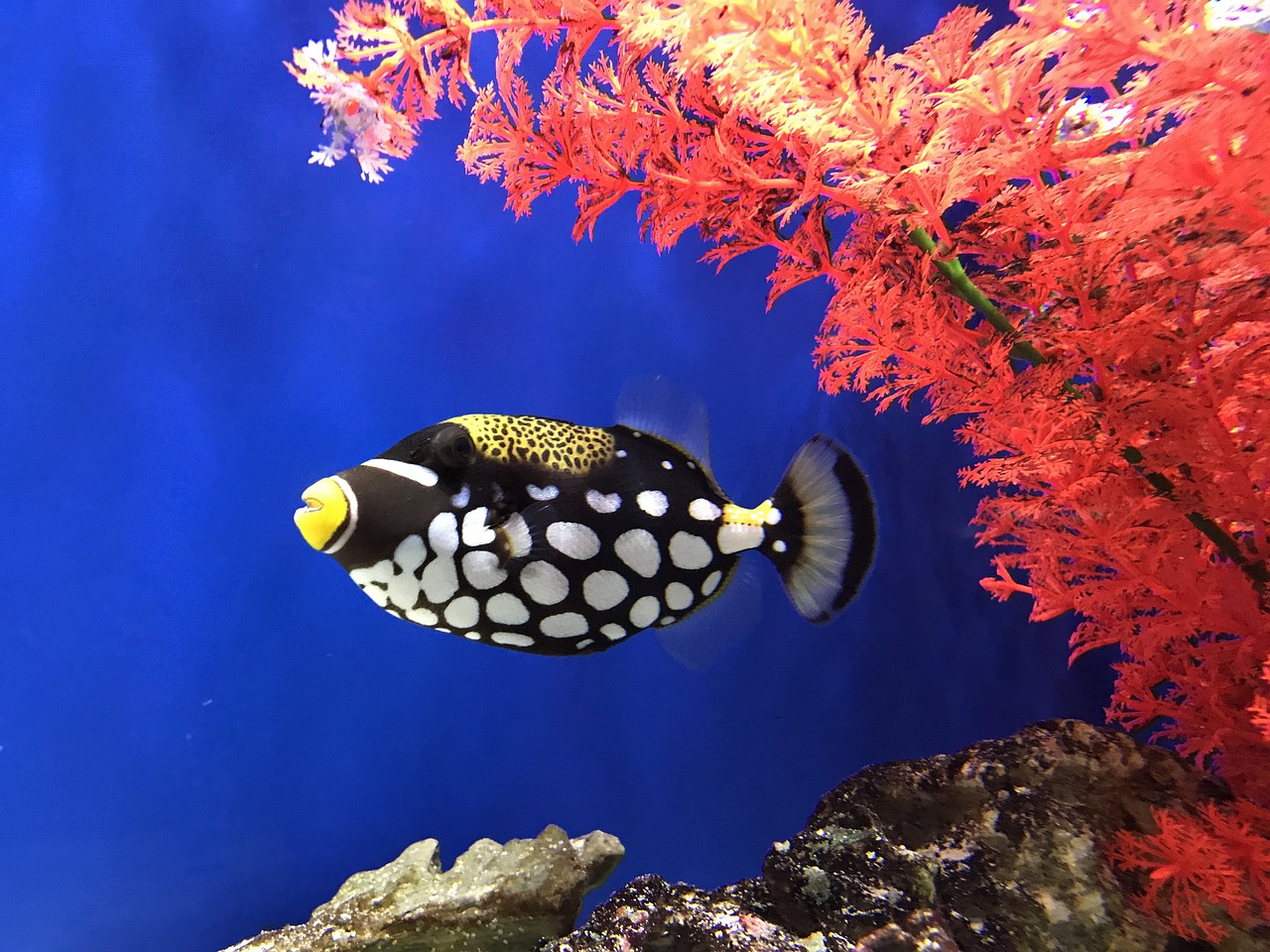 fish tropical black free photo